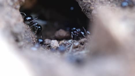 entry of an anthill. ants are working and carrying stuff.