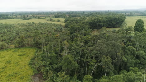 aerial shoot over trees in ecuadorian coast province of santo domingo, green fields and palm plantations