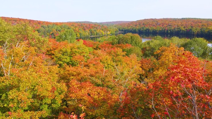 Rusty red, autumn’s breeze, orange hues paint Ontario’s falling leaves