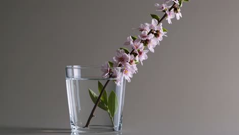 pink blossoms in a glass