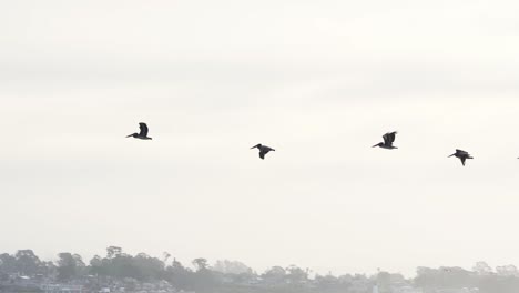 Brown-Pelicans-fly-over-the-beach-and-pier-of-Santa-Cruz,-California,-USA-in-april