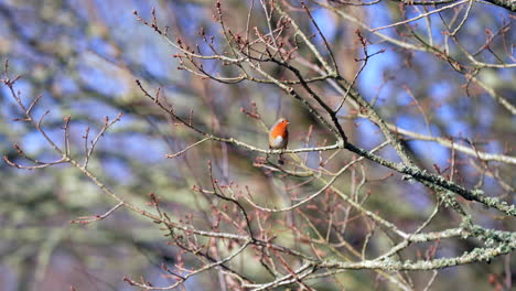 wide shot of european robin redbreast sitting in a winter tree singing and bird calling 4k