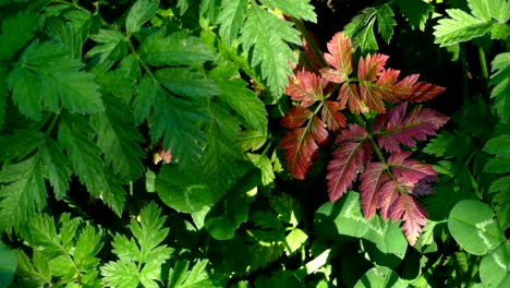 la hoja de la planta de diferentes colores.