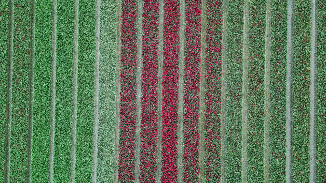 campo de tulipanes en emmeloord, países bajos. vuelo descendente simétrico