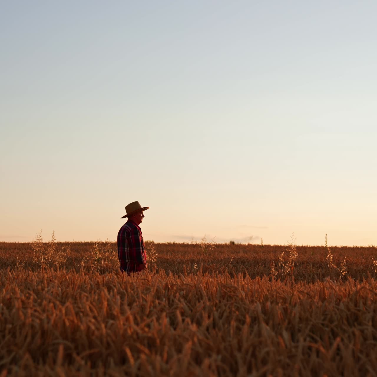 Male adult farmer in a straw hat walks by the field of ripe wheat. Preparation for harvesting season in farmlands