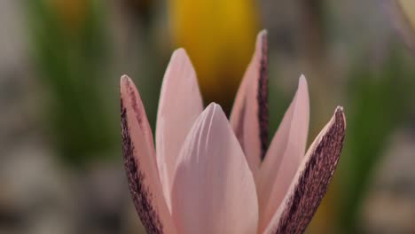 Crocus-pink-Alatavicus