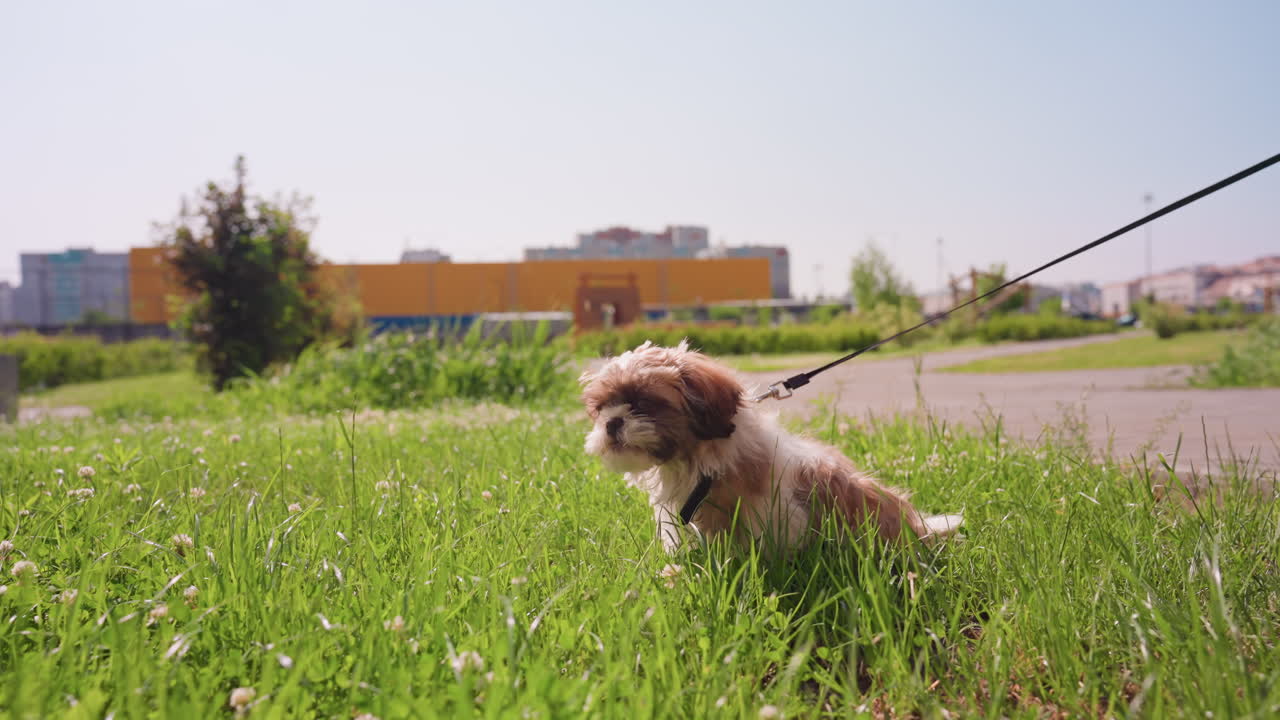 Puppy Sniffing Through Clover Beside Pathway, LowAngle Urban Scene With Sidewalk And Distant Buildings, Alert Head Movements Exploring Scents, Leash Visible As Owner Guides From OffFrame, Bright