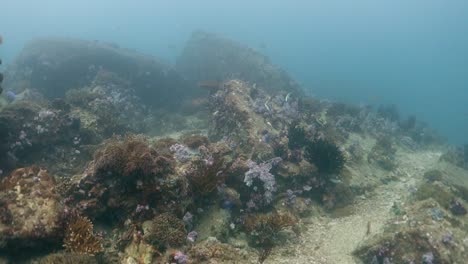 Dos-Pares-De-Parejas-De-Peces-De-Aleta-Larga-Pastan-Algas-En-Un-Arrecife-De-Coral-Saludable