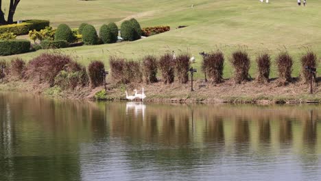 swans swimming gracefully in a tranquil pond setting