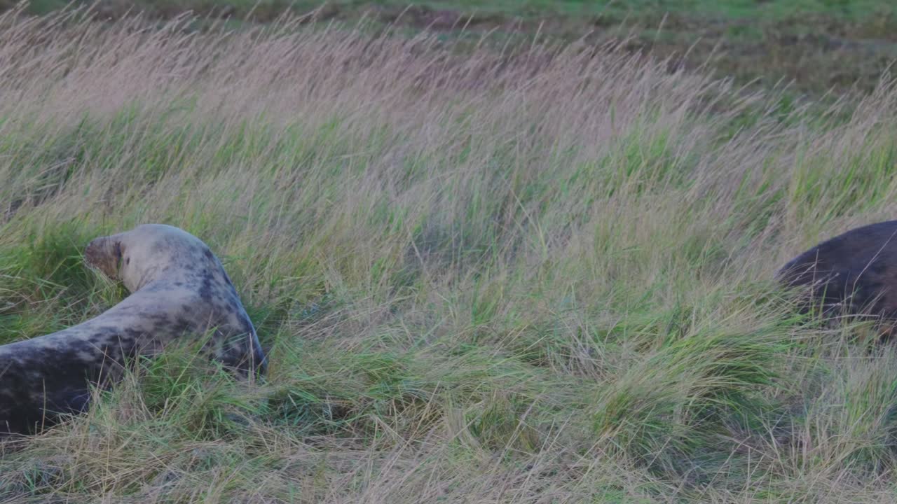 focas grises atlánticas en temporada de reproducción, cachorros recién nacidos con pelaje blanco, madres cuidando y uniéndose en el cálido sol de la tarde de noviembre