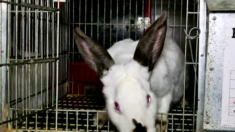 hermosos conejos en una granja en jaulas