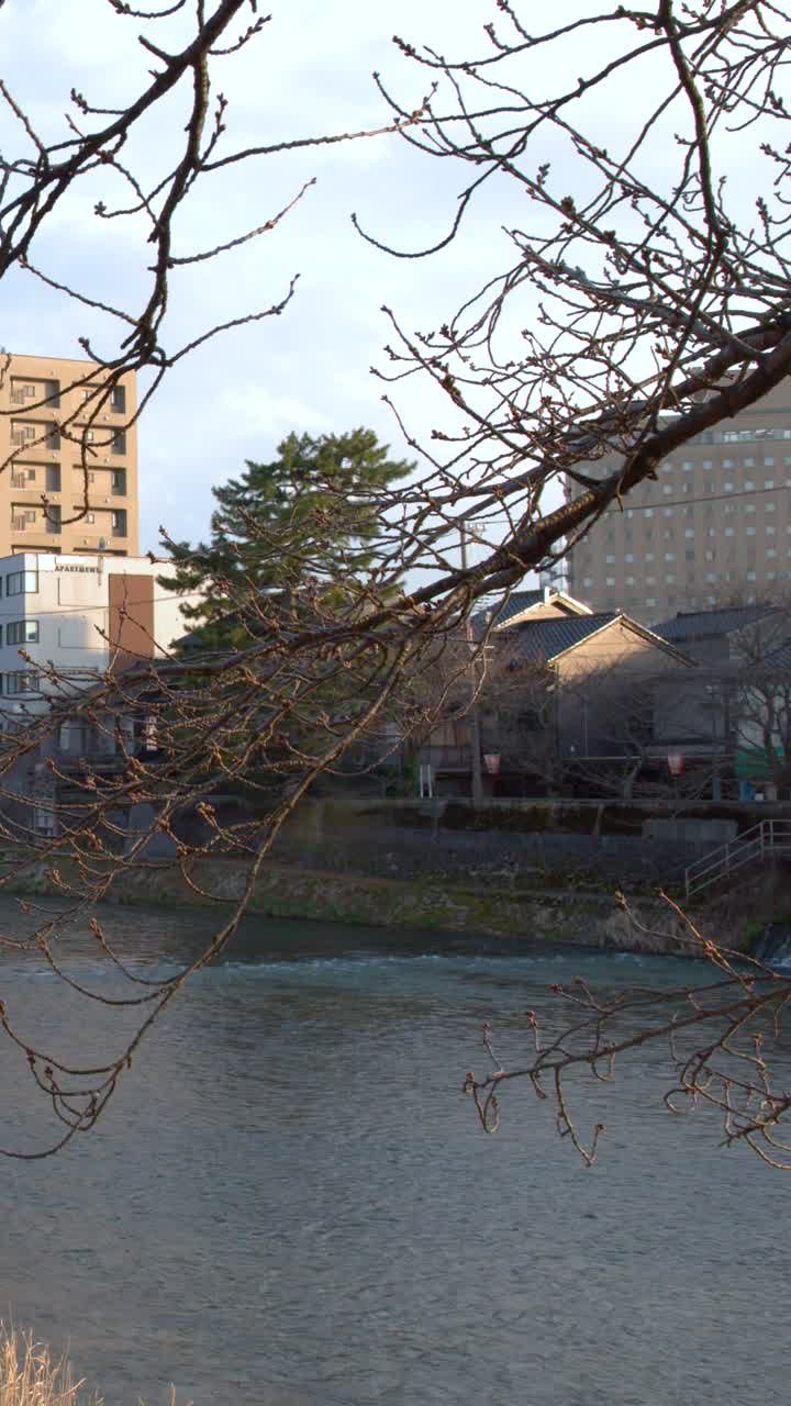 Un'ampia inquadratura statica cattura il fiume Asano, edifici urbani e rami spogli di ciliegio in fiore