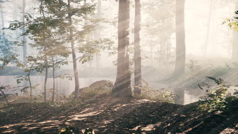 magic-dark-autumn-forest-scenery-with-rays-of-warm-light