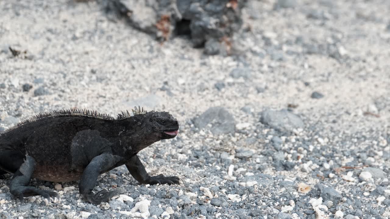Iguana marina cammina su una spiaggia sassosa sull'isola Isabela, Isole Galapagos, Ecuador