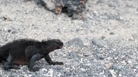 iguana marina camina en la playa pedregosa en la isla isabela, islas galápagos, ecuador