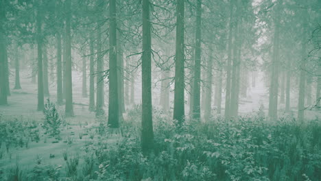 Frozen-winter-forest-in-the-fog