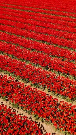 red tulip fields aerial view