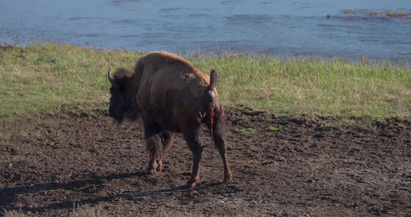 Bisonte americano femmina selvatico in piedi in un campo fangoso, mentre mostra contrazioni e placenta visibile a seguito di un aborto spontaneo. Comportamento riproduttivo naturale documentato in una mandria allo stato brado