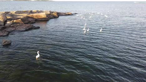 Drohnenaufnahmen-Von-Schwänen,-Die-Im-Meer-In-Der-Nähe-Einer-Felsigen-Insel-Schwimmen