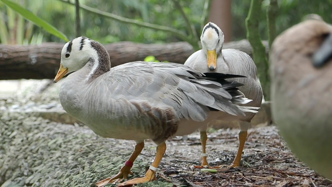 Oche indiane in piedi che si puliscono le piume nel loro habitat naturale