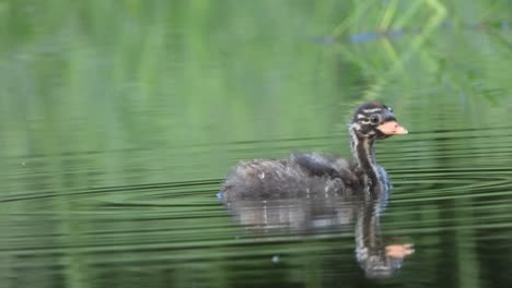 Bird-cheeks-in-pond-UHD-MP4-4k-Video-