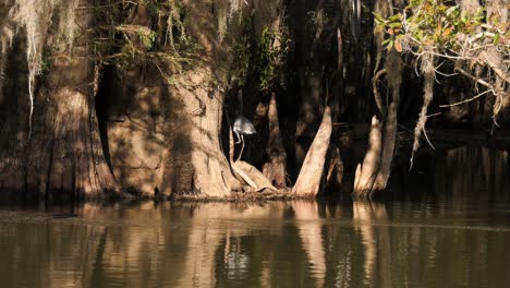 great blue heron hides between bald cypress trees along a river