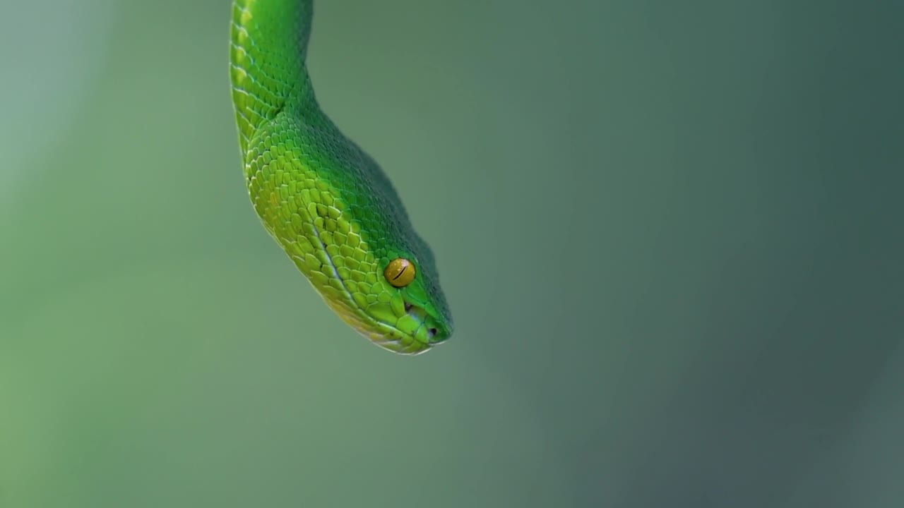 La vipera delle fosse dalle labbra bianche è una vipera velenosa endemica del Sud-est asiatico e si trova spesso di notte in attesa su un ramo o un fusto d'albero vicino a uno specchio d'acqua con abbondanza di prede.