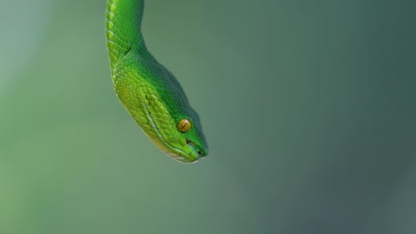 The-White-lipped-Pit-Viper-is-a-venomous-pit-viper-endemic-to-Southeast-Asia-and-is-often-found-during-the-night-waiting-on-a-branch-or-limb-of-a-tree-near-a-body-of-water-with-plenty-of-food-items