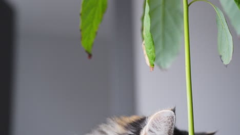 domestic long-haired calico cat eating green flower leaves, close up view