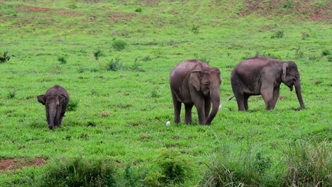 The-Asiatic-Elephants-are-endangered-species-and-they-are-also-residents-of-Thailand