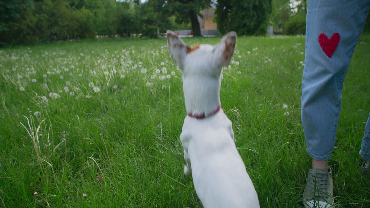 Cane che gioca al parco