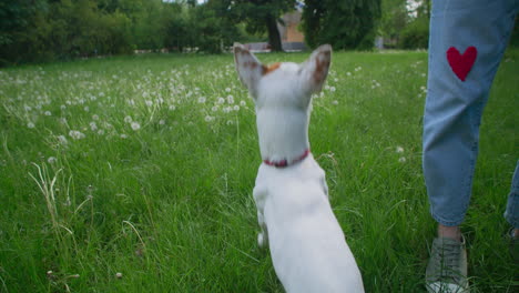 dog playing in a park