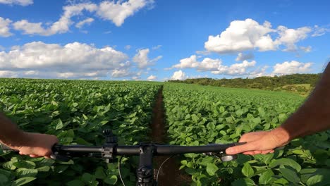 ciclista montando una bicicleta mtb en un sendero a través de una plantación de soja, vista fpv