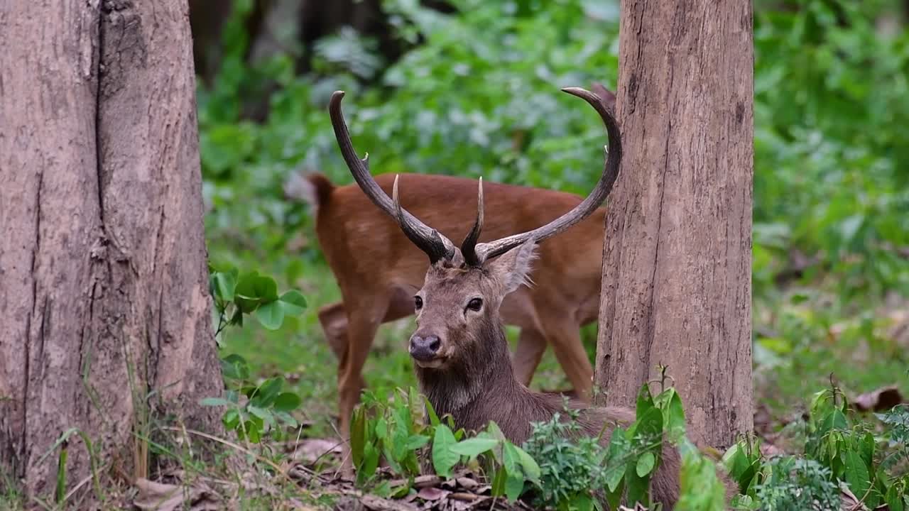 el ciervo del campo es una especie en peligro de extinción debido a la pérdida de hábitat y la caza
