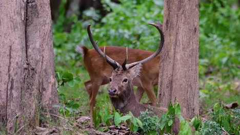 Der-Eldhirsch-Ist-Aufgrund-Von-Lebensraumverlust-Und-Jagd-Eine-Vom-Aussterben-Bedrohte-Art