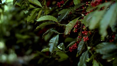 arbusto de café con bayas rojas meciéndose en el viento en una plantación en brasil