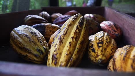 close up of truck carrying kakao, kakaobaum in tropical jungle forest of central america costa rica