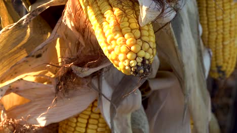 corn on stalk close up 4k