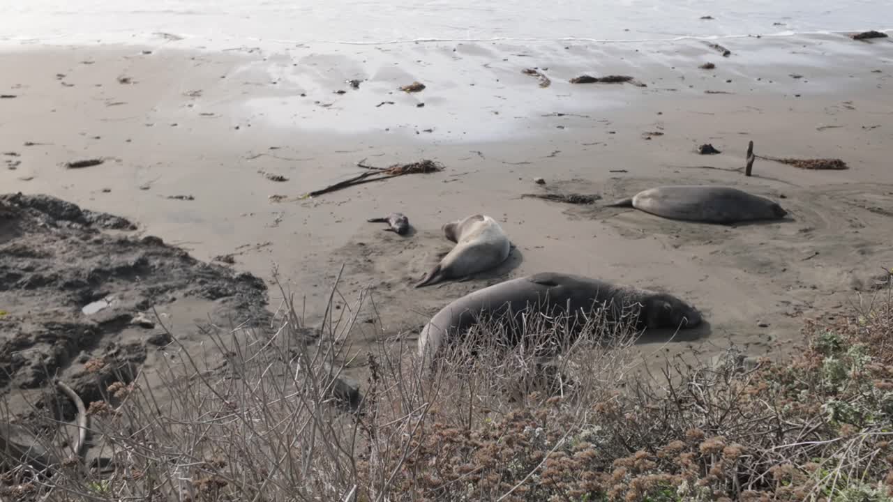 Gimbal close-up panning shot of a lounging elephant seal family at Piedras Blancas Beach on the Central Coast of California. 4K