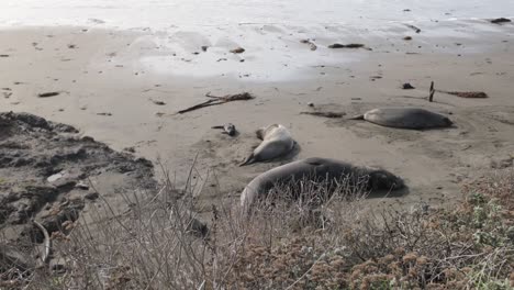 gimbal close-up panning shot of a lounging elephant seal family at piedras blancas beach on the central coast of california. 4k