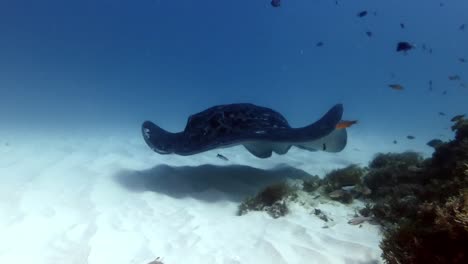 Black-spotted-stingray-swimming-over-coral-reef-and-white-sand-close-to-the-camera