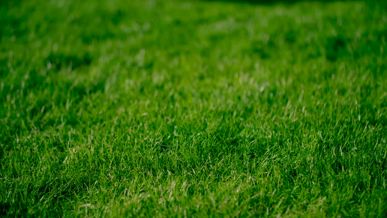 주변 조명이 있는 무성한 푸른 잔디를 가까이서 볼 수 있습니다.