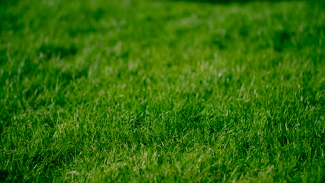 Vista-De-Cerca-De-La-Exuberante-Hierba-Verde-Con-Luz-Ambiental