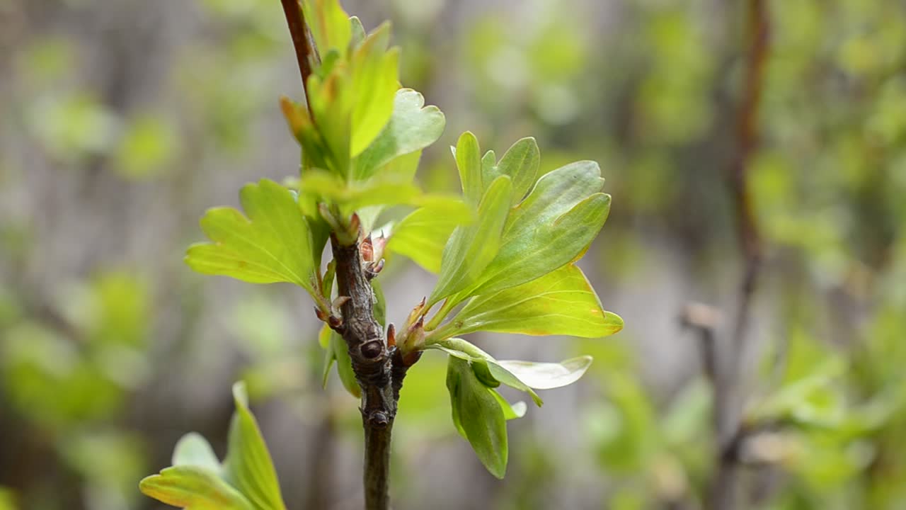 Feuilles et branches. Arrière-plan indistinct.