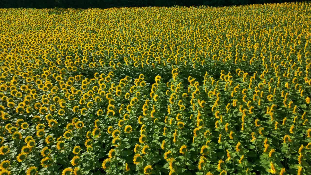 Campi infiniti di girasoli in primavera.