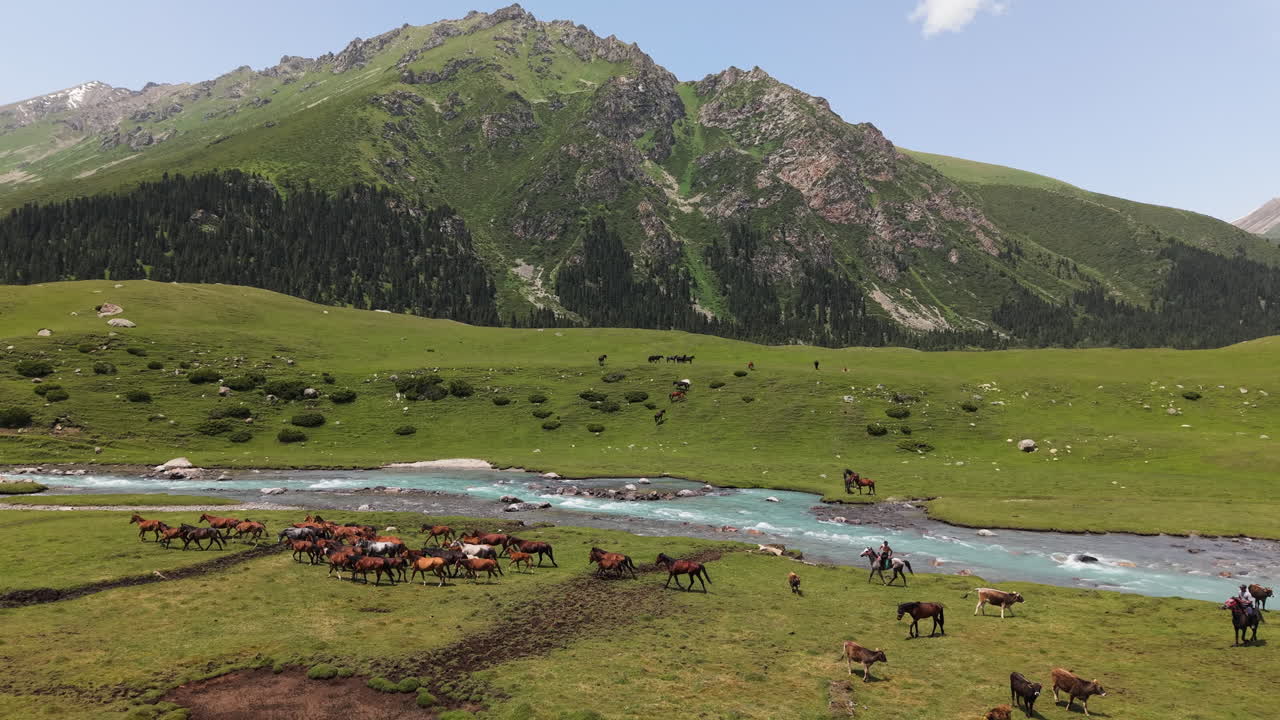Herd Of Animals Near River With Steep Rugged Mountains In Kyrgyzstan, Central Asia. Aerial Drone Shot