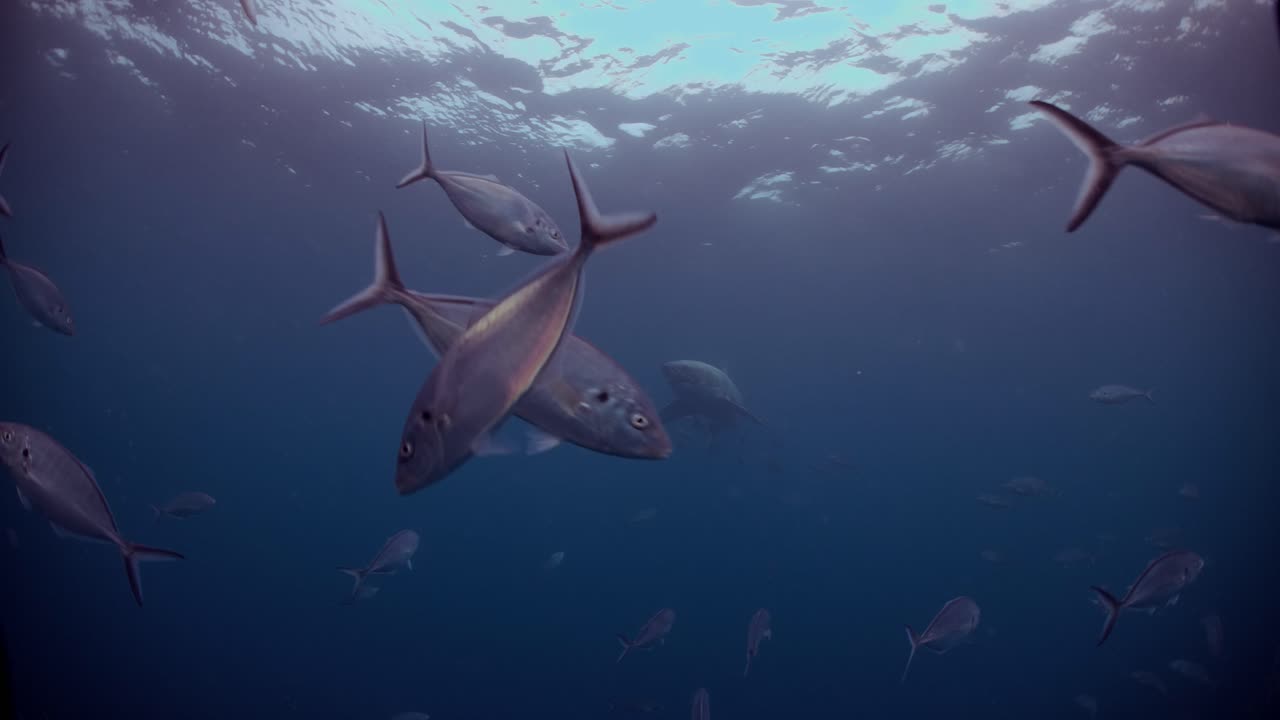 Great White Shark Carcharodon carcharias Neptune Islands South Australia 4k slow motion 50fps