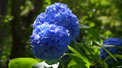 Primer-Plano-Que-Gira-Lentamente-Sobre-Una-Hermosa-Flor-De-Hortensia-Azul