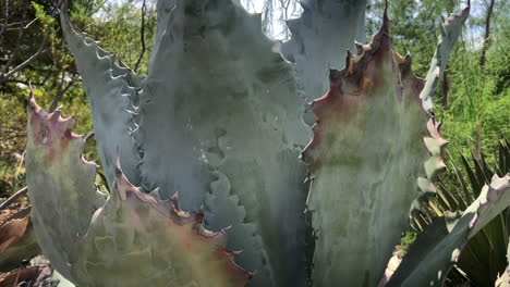 large leaves of an agave cactus plant with sharp marginal teeth