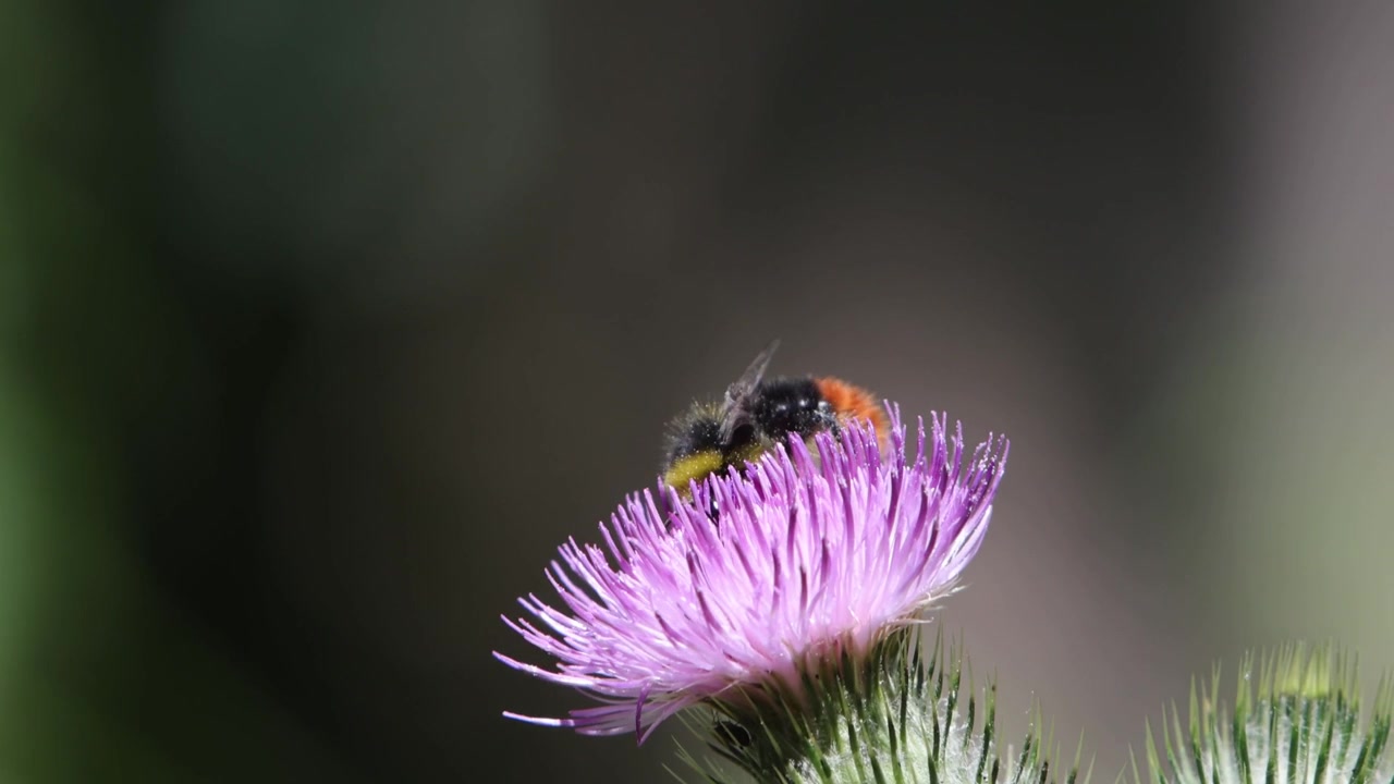Closeup of a Bumblebee on a Thistle flower. Summer. UK